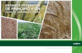 ESTAMOS PRESENTES DE PRINCIPIO A FIN · 2015-08-21 · DE PRINCIPIO A FIN Línea de Cereales Syngenta. Fungicidas Reflect Xtra es un fungicida sistémico y de contacto para el control