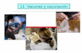 Vacunas y vacunación - WordPress.com€¦ · 11.1.2. Virus termosensibles • Se ha aplicado a la producción de vacunas contra Influenza Equina. • El principio consiste en adaptar