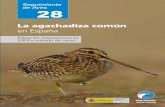 La agachadiza común en España - SEO/BirdLife · Salas (Lorenzo, 2007; Domínguez etal., 2008 ; figura 1 ). En el presente trabajo , las unidades de muestreo o de censo se denominaron