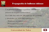 Universidad de Talca - Fundación R.A. Philippi · Universidad de Talca Proyecto “Rescate y multiplicación de bulbosas nativas de valor comercial” 1996-2000 F. Schiappacasse,