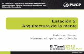 Estación 5: Arquitectura de la mentecursotuneldelaciencia.pucp.edu.pe/descargar-pdf/dl/estacion5.pdf · Estación 5: Arquitectura de la mente . 1. Centro de conmutación neuronal