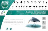 Marzolino/Shutterstock.com Carrera de zancudaseduca.seo.org/wp-content/uploads/2016/01/Ficha_zancudas.pdf · las aves zancudas que lo habitan. Contenidos a tratar • Entender las