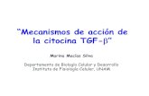 “Mecanismos de acción de la citocina TGF-βturing.iimas.unam.mx/~vinculacionBioMed/progrma...3B11-1C (células de sarcoma de ratón) Mink Lung epithelial cells = Mv1Lu cells. ...