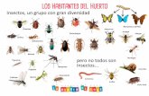 panel insectos del huerto - WordPress.com · 2019-02-11 · Insectos, un grupo con gran diversidad Grillos Hormigas caracoles bicho bola Tijeretas Libélulas Pulgones is pero no todos