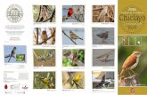 Cudriptico de las aves de Chiclayo FInal V17.0...Ave introducida (lugar de origen: Europa / Asia / norte de África). Gallinazo de Cabeza Roja - Cathartes aura Cr, MOD 60–70 cm Gallinazo