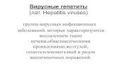 Вирусные гепатиты ( l. Hepatitis viruses) · Вирусные гепатиты ( l. Hepatitis viruses) группа вирусных инфекционных заболеваний,