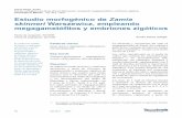 Estudio morfogénico de Zamia skinneri Warszewicz ... · Cuadro 1. Dosis de 2,4-D aplicada a megagametófitos de Zamia skinneri para el desarrollo del callo Tratamiento Dosis de 2