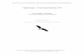 Cigüeña negra – Ciconia nigra Linnaeus, 1758digital.csic.es/bitstream/10261/109617/1/cicnig_v5.pdf · En los adultos, la carúncula, pico y patas, ausentes de plumas, presentan