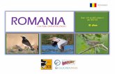 Presentación de PowerPointdocs.gestionaweb.cat/1343/viatge-ornitologic-ico-romania.pdf · Sontea on podrem veure amb facilitat corbs marins pigmeus (Microcarbo pygmaeus), corbs marins