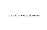 LOS CICLOS BIOGEOQUÍMICOS - estudiosecologistas.org Ecuador... · Los ciclos biogeoquímicos describen el movimiento y la conversión de materiales por actividades bioquímicas mediante