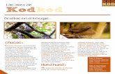 Las aves de Kodkodkodkod.net/docs/LasAvesDeKodkod.pdf · a cachaña es el loro más común de las tres especies nativas de chile. Son de color verde brillante, con una mancha de color