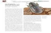 ESCARABAJOS DESCORTEZADORES - UNAM · 2017-09-29 · El impacto de estos pequeños insectos (~5 mm) con ciclos de vida corto (2 a 5 años) ... maneras más fáciles y efectivas de