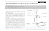 Sociedad Argentina de Cirugía Digestiva - SACD - I-150 ......2 rior; 2) la impronta del arco aórtico (25 cm), y 3) en su pa-so por el diafragma (35 cm). Estas disminuciones del cali-bre