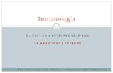 EL SISTEMA INMUNITARIO (2): LA RESPUESTA INMUNEjapt.es/vida/inmunologia 2_respuesta inmune.pdf · HMC-II) • Activación directa de linfocitos B por reconocimiento del Ag • Presentación