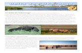 Le delta de l’Okavangoprince-safari.com/Prince_PDF/Delta_Okavango_lq.pdfpotrague noir, le sitatunga… Et qui dit antilopes, dit prédateurs : guépards, lions, hyènes, chacals,