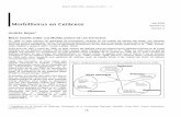 Andrés Rojasα B MORBILLIVIRUS DE LOS CETÁCEOScibsub.cat/rcs_actu/Morbillivirus_en_Cetaceos.pdf · delfines listados en las Costas del Mediterráneo; en ambos casos el agente viral