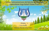 Colegio Latinoamericano del Ejército de Nicaragua Comandante … · 2020-07-24 · Segunda Ley de Mendel. Ley de la segregación de los genes que forman la pareja de alelos de la