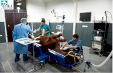 Erdil veteriner at polikliniği 2010 yılından bu yana … veteriner tanıtım...Erdil veteriner at polikliniği 2010 yılından bu yana profesyonel ekip ve ekipmanlarıyla Dahiliye,