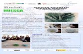 CRISTALIZACIÓN - I.E.S Sierra de Guara · 2017-05-12 · CRISTALIZACIÓN: Proceso que se emplea para separar un sólido de un líquido en una mezcla homogénea formada por un soluto