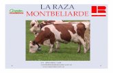 LA RAZA MONTBELIARDE · 011 4924 5203 / 1649 - montbeliarde@reprodar.com.ar - Algunas carácterísticas de la raza Montbeliarde (Programa genético). 1500 apareamientos selectivos.