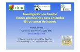 Investigación en Caucho Clones promisorios para Colombia ... 2-Congreso Caucho Bucara… · Investigación en Caucho Clones promisorios para Colombia Otros temas de interés Franck