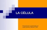 LA CÉLULA - japt.es · LA CÉLULA Presentación organizada por José Antonio Pascual Trillo . Dibujo de pieza de corcho con “celdas” (células) al microscopio 1667 Hooke Presentación