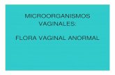 karemConferencia Flora vaginal anormal · 2011-05-11 · VIRUS DEL PAPILOMA HUMANO Virus ADN, familia Papillomaviridae. MICROORGANISMOS VAGINALES: FLORA VAGINAL ANORMAL Mas de 200