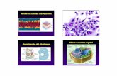 Membrana celular: Introducción - Webvisionretina.umh.es/.../Membrana_Composicion_Transporte_2010.pdf• Transporte de substancias. • Interacciones celulares. • Actividad enzimática