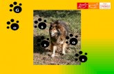 Beneficis que els gossos poden proporcionar-nosprotectorasabadell.s3.amazonaws.com/archivos/reflexionsadopcio.pdf · Beneficis que els gossos poden proporcionar-nos Ens estimulen