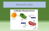 Presentación de PowerPointnms.cursoscecyt14.online/files/Respiracion-celular.pdf · Es el proceso de pérdida de átomos de hidrógeno por parte de una molécula orgánica. Por lo