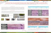 Presentación de PowerPointweb.fedepalma.org/sites/default/files/files/Ceni... · Phytophthora sp. y P. palmivora en los tejidos afectados. En La muestras de suelo y agua, se han