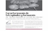 Caracterización de tetraploides y formacióncienciauanl.uanl.mx/.../01/Caracterizacion-de-tetraploides-y-formacio… · CARACTERIZACIÓN DE TETRAPLOIDES Y FORMACIÓN DE HÍBRIDOS
