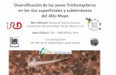 Diversificación de los peces Trichomycterus en los ríos ... · Max HIDALGO, Museo de Historia Natural, Universidad Nacional Mayor de San Marcos Lima Marc POUILLY, IRD –UMR BOREA,