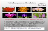 TemporaryCatalog 2020 3 · 2020-04-02 · ‘Jambo Orchids’ (MC) BS ￥3,630 73:Mon.Jumbo Delight ‘Black Onyx’ (MC) BS ￥3,630 74:Holchoglossum flavescens BS ￥3,080 75:C.riograndensis