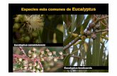 Especies más comunes de Eucalyptus...Clase 10.3 - Corolianos de ovario ínfero Author cmp Created Date 10/10/2012 7:38:56 PM Keywords () ...