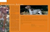 6.334 DIARIO OFICIAL DE GALICIA N · de animais domésticos en perigo de extinción. Dentro do Plan de Mellora Gandeira de Galicia, no que se establecen liñas xerais para a recuperación