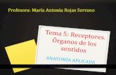 Profesora: María Antonia Rojas Serranomariarojas.iescla.org/wp-content/uploads/2019/12/...dulce, en los laterales anteriores el salado, en los laterales posteriores el ácido y en