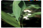 1 abril florit.indd 581 abril florit.indd 58 14/2/12 …quan el rossinyol triomfa, i el balquer, ronc, se’n va a jóc. 08.05.11 LLIRI GROC (Iris pseudacorus) 117 pomells, garlandes,