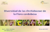 Diversidad de las Orchidaceae de la Flora cordobesafonacor.com/wp-content/uploads/2017/04/Orquideas-FONACOR...Diversidad de las Orchidaceae de la Flora cordobesa José L. Ubera Jiménez