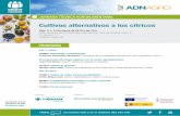 Cultivos alternativos a los cítricos - Cajamar Caja Rural · 2020-01-07 · Cultivos alternativos a los cítricos JORNADA TÉCNICA AGROALIMENTARIA. Agrícola San José de Acàsser