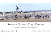Reserva Natural Playa Penino - Aves Uruguayavesuruguay.org.uy/wp-content/uploads/2015/09/...SITUACIÓN GEOGRÁFICA Ubicación La Reserva Natural Playa Penino (en formación) se halla
