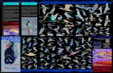 D.L. PM 254-2016 CONO SUR DE MALLORCA LA ......halcones de Eleonor y halcones peregrinos. O por la gran cantidad y mejor calidad de sus aves acuáticas, tanto en época reproductora