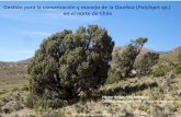 Presentación de PowerPoint · Década del ’80: En el vivero de CONAF en Putre (3.500 msnm), se iniciaron acciones de propagación de Polylepis rugulosa a través de la colecta