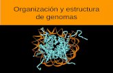 Organización y estructura de genomas - UNAMdepa.fquim.unam.mx/amyd/archivero/Clase08_21296.pdfORGANIZACIÓN DE LOS GENOMAS 1. Un gen es un segmento de DNA que al expresarse da un