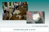 COSECHA DE LANA - produccion-animal.com.ar€¦ · Una correcta cosecha de lana permite obtener productos finales de alta calidad, con menores costos de procesamiento y valorización