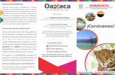 ¡Conócenos! - Oaxaca · ¡Conócenos! #OaxacaSustentable #JuntosCuidemosElPlaneta OBJETIVO ESTRATÉGICO Impulsar el desarrollo sostenible en el estado mediante la implementación