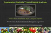 Cooperativa Agrícola Trento Patagónica Ltda.General Roca – Valle del Río Negro – Patagonia Argentina Cooperativa Agrícola Trento Patagónica Ltda. Producción de fruta fina