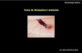 Tema 15. Mosquitos I: anatomía - unex.es 15- Mosquitos I.pdf · 2010-11-08 · 2.- En 1878 se reconoce su papel como agente transmisor de enfermedades. 3.- En el siglo pasado pasan