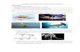 huertosalta.com.arhuertosalta.com.ar/site/f/ed5b7f763d7777ed7d66981c… · Web viewLos animales se pueden clasificar en vertebrados y en invertebrados. Animales vertebrados: Los animales
