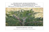 Ambrosia artemisiifolia Heracleum mantegazzianum Senecio ... · Sezione dell’agricoltura, Servizio fitosanitario, Giorgia Mattei, Marta Balmelli Ambrosia artemisiifolia, Heracleum